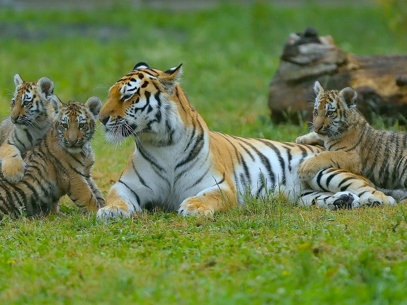 Обои тигр, котята, тигрята, детеныши, материнство, тигрица, tiger, kittens, the cubs, cubs, motherhood, tigress разрешение 2170x1080 Загрузить