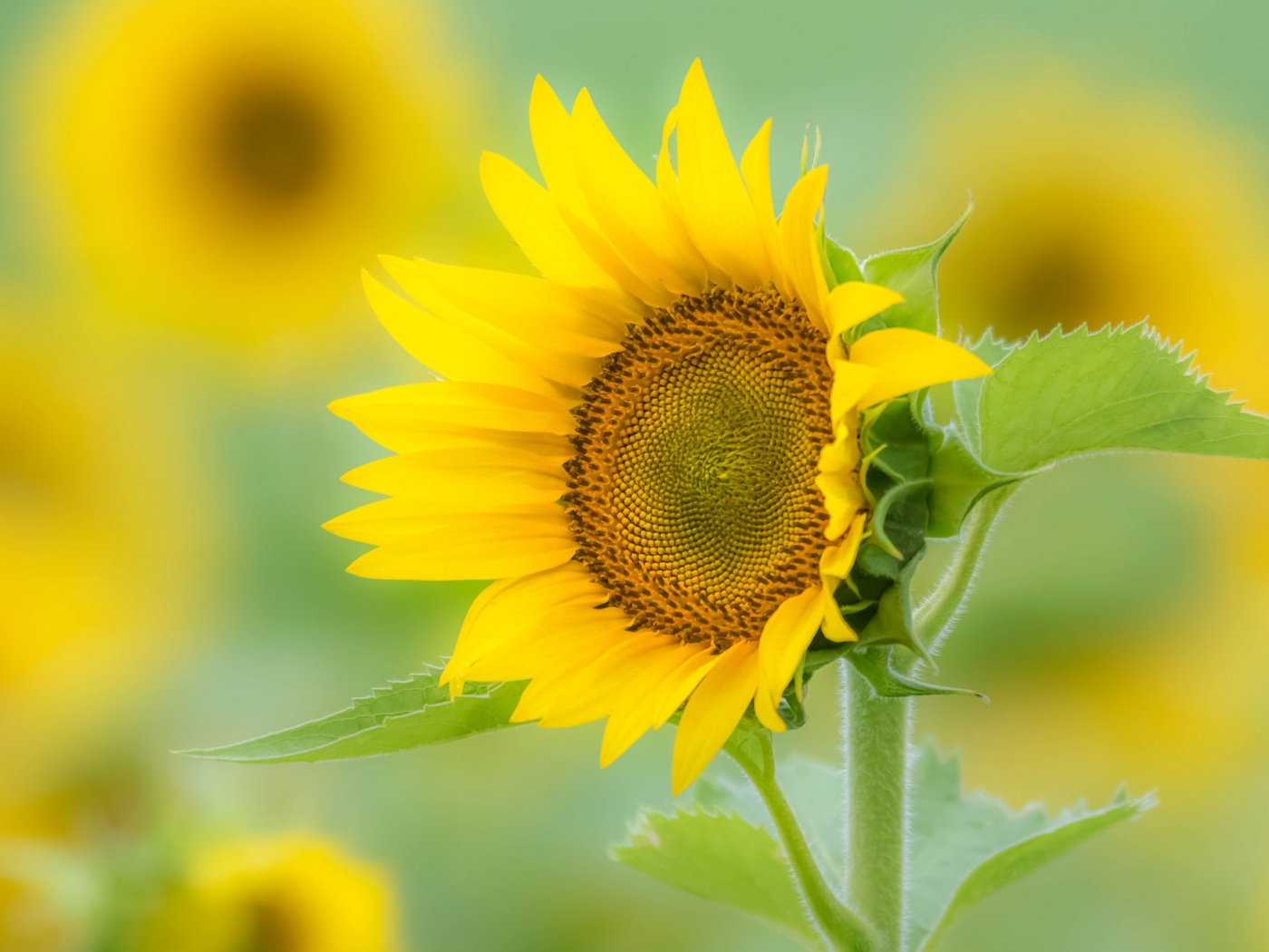 Обои макро, поле, лепестки, подсолнух, macro, field, petals, sunflower разрешение 2048x1365 Загрузить