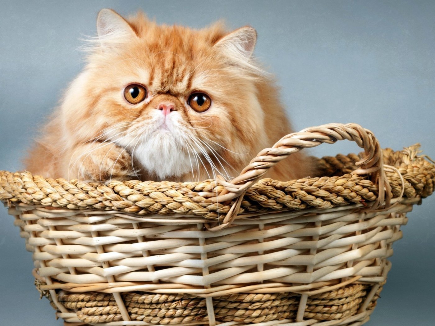 Обои кот, корзина, рыжий, cat, basket, red разрешение 1920x1080 Загрузить