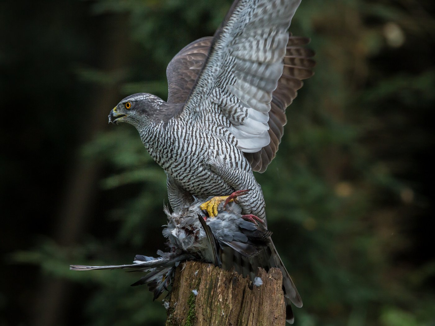 Обои природа, птица, ястреб, хищная, тетеревятник, nature, bird, hawk, predatory, goshawk разрешение 2048x1365 Загрузить