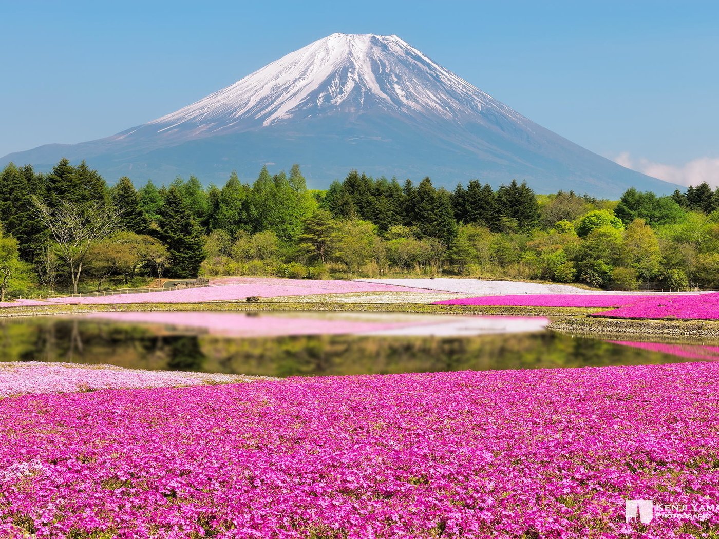 Обои цветы, лес, гора, япония, фотограф, фудзи, kenji yamamura, flowers, forest, mountain, japan, photographer, fuji разрешение 2048x1367 Загрузить