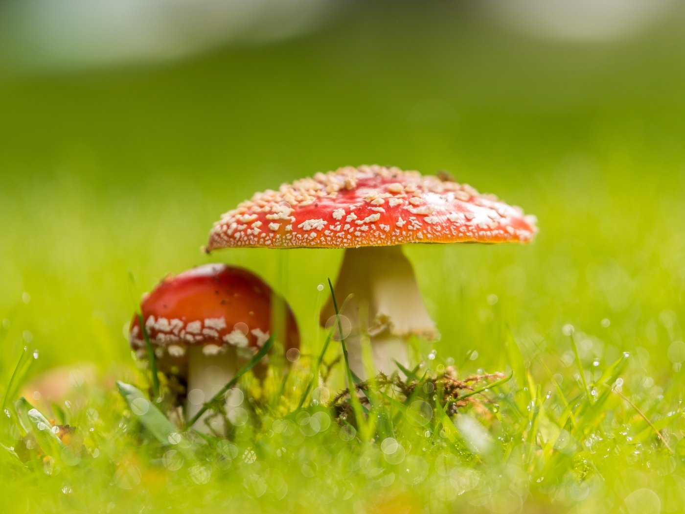 Обои природа, фон, грибы, nature, background, mushrooms разрешение 4793x2662 Загрузить