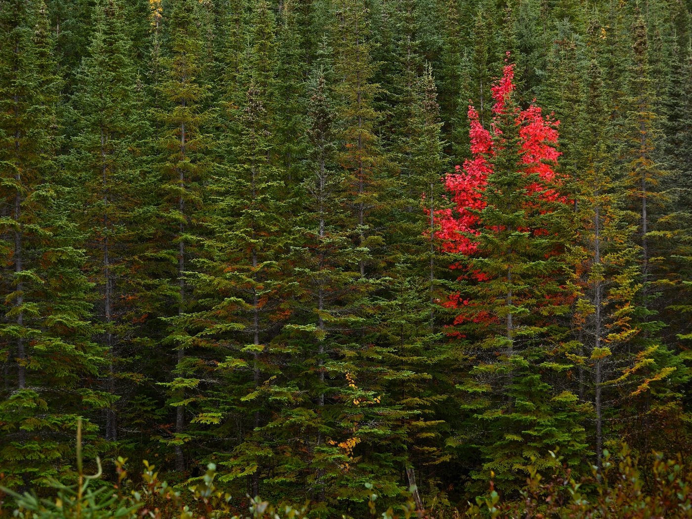 Обои деревья, лес, осень, канада, ньюфаундленд, trees, forest, autumn, canada, newfoundland разрешение 2048x1367 Загрузить