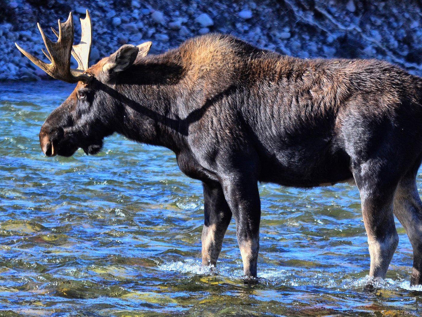 Обои вода, река, природа, животное, лось, water, river, nature, animal, moose разрешение 1920x1209 Загрузить