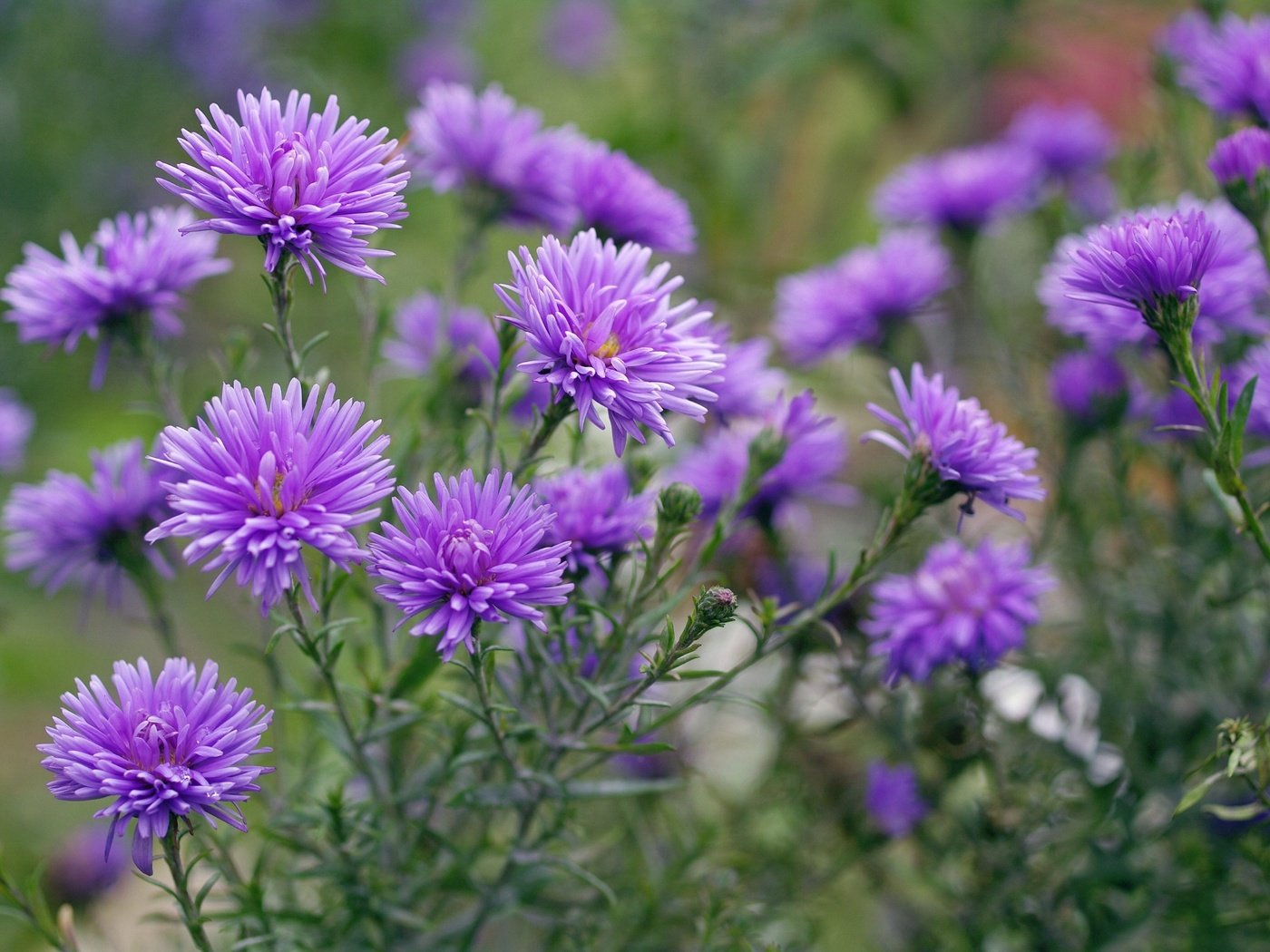 Обои цветы, макро, фиолетовые, астры, flowers, macro, purple, asters разрешение 2232x1484 Загрузить