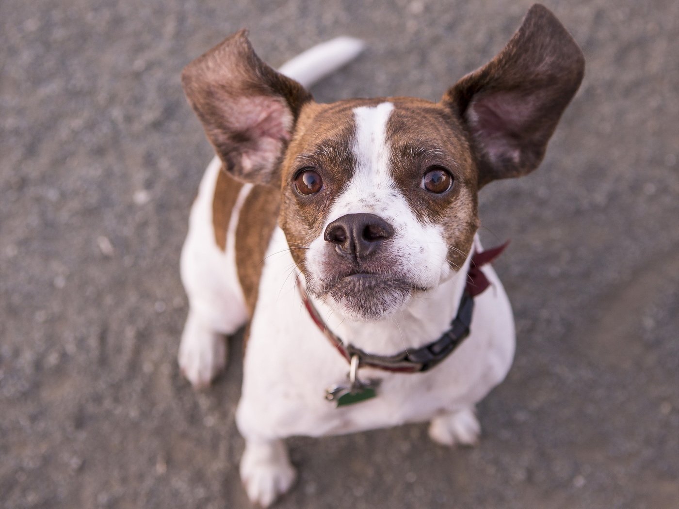 Обои взгляд, собака, друг, ошейник, бостон-терьер, look, dog, each, collar, boston terrier разрешение 2048x1583 Загрузить