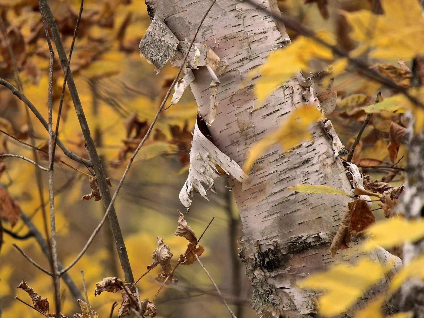 Обои дерево, листья, осень, кора, береза, tree, leaves, autumn, bark, birch разрешение 2560x1707 Загрузить