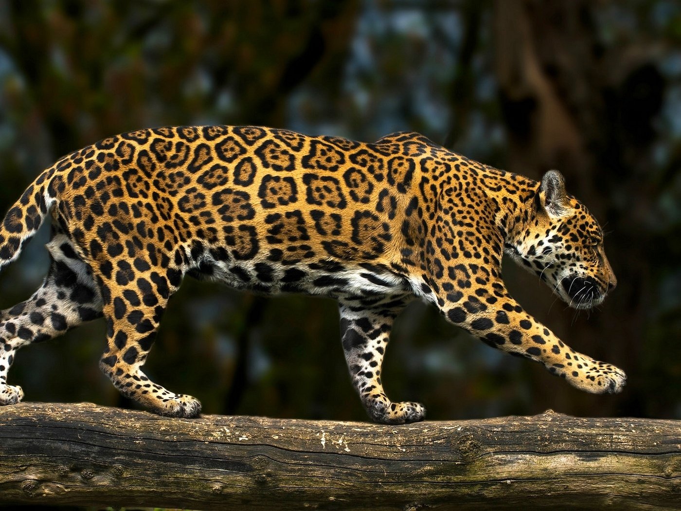 Обои хищник, ягуар, бревно, дикая кошка, predator, jaguar, log, wild cat разрешение 2081x1080 Загрузить