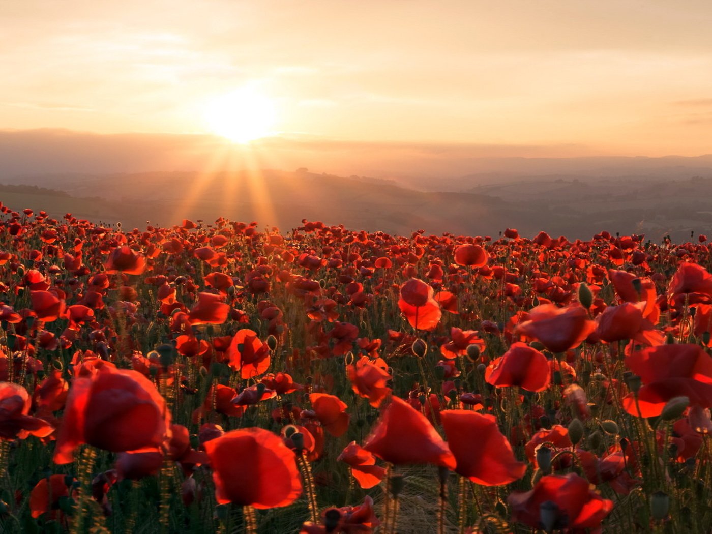 Обои цветы, горы, солнце, закат, поле, маки, flowers, mountains, the sun, sunset, field, maki разрешение 1920x1080 Загрузить