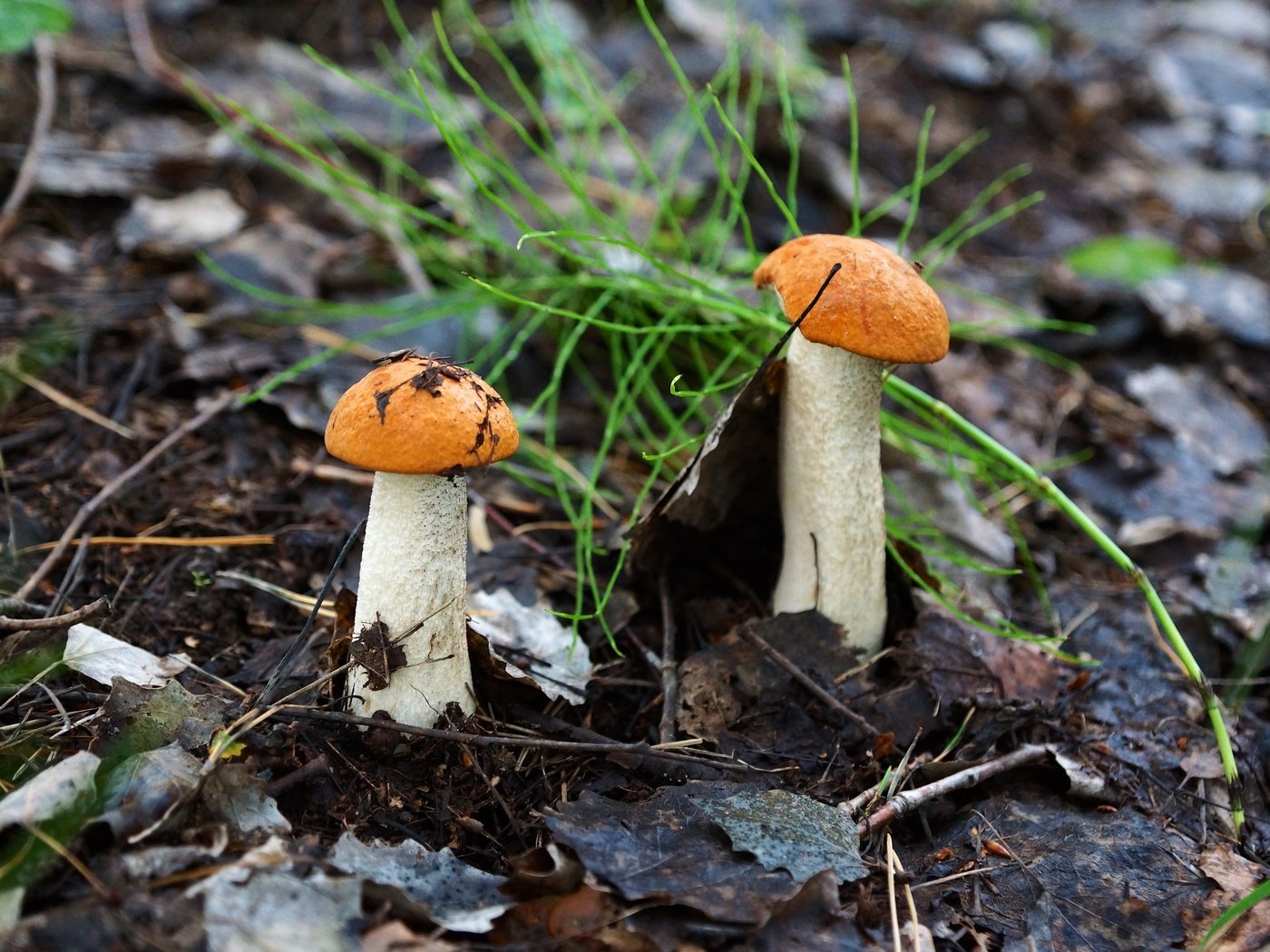 Обои природа, грибы, подосиновики, nature, mushrooms, aspen разрешение 2880x1920 Загрузить