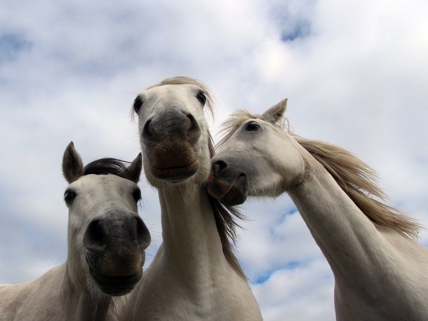 Обои природа, фон, кони, nature, background, horses разрешение 2048x1367 Загрузить