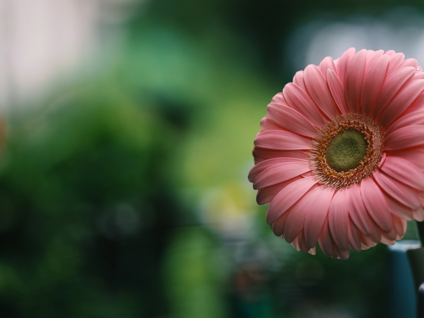 Обои природа, макро, цветок, лепестки, гербера, nature, macro, flower, petals, gerbera разрешение 2047x1261 Загрузить