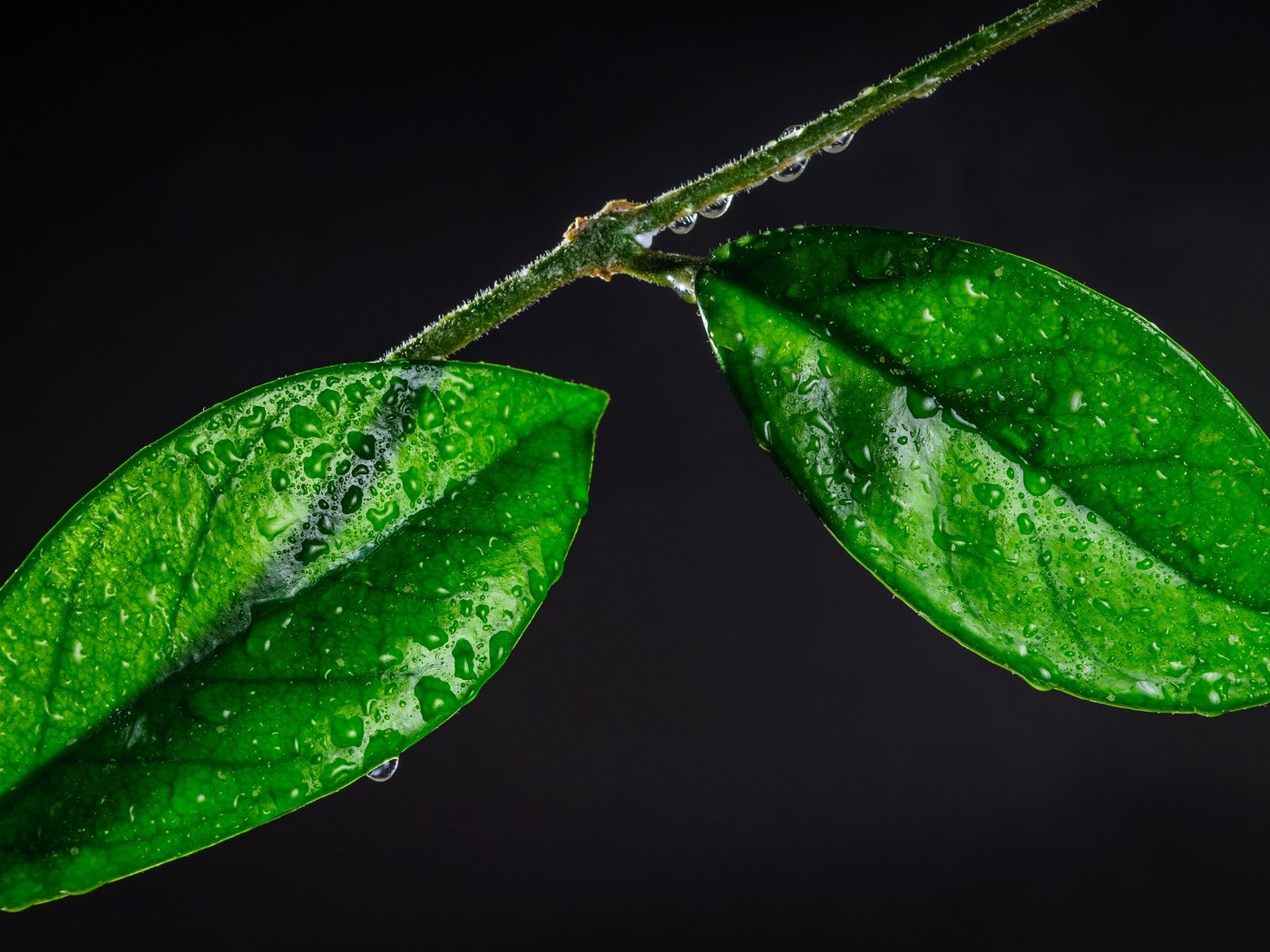 Обои ветка, листья, макро, капли, branch, leaves, macro, drops разрешение 4288x2848 Загрузить