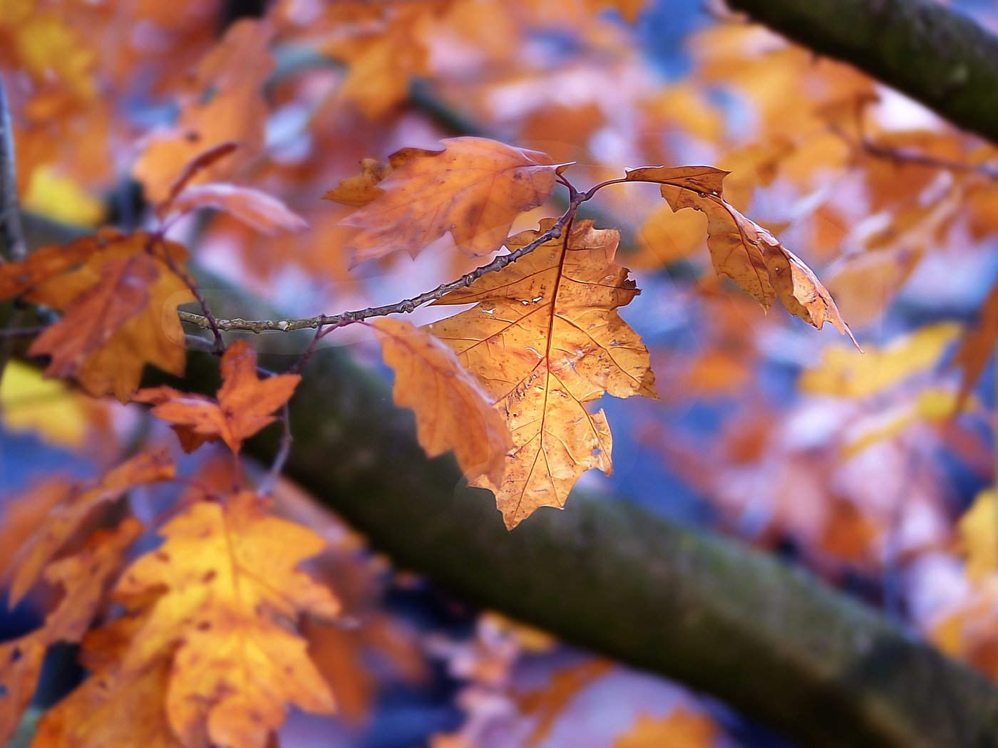 Обои природа, листья, осень, боке, осенние листья, nature, leaves, autumn, bokeh, autumn leaves разрешение 2048x1441 Загрузить