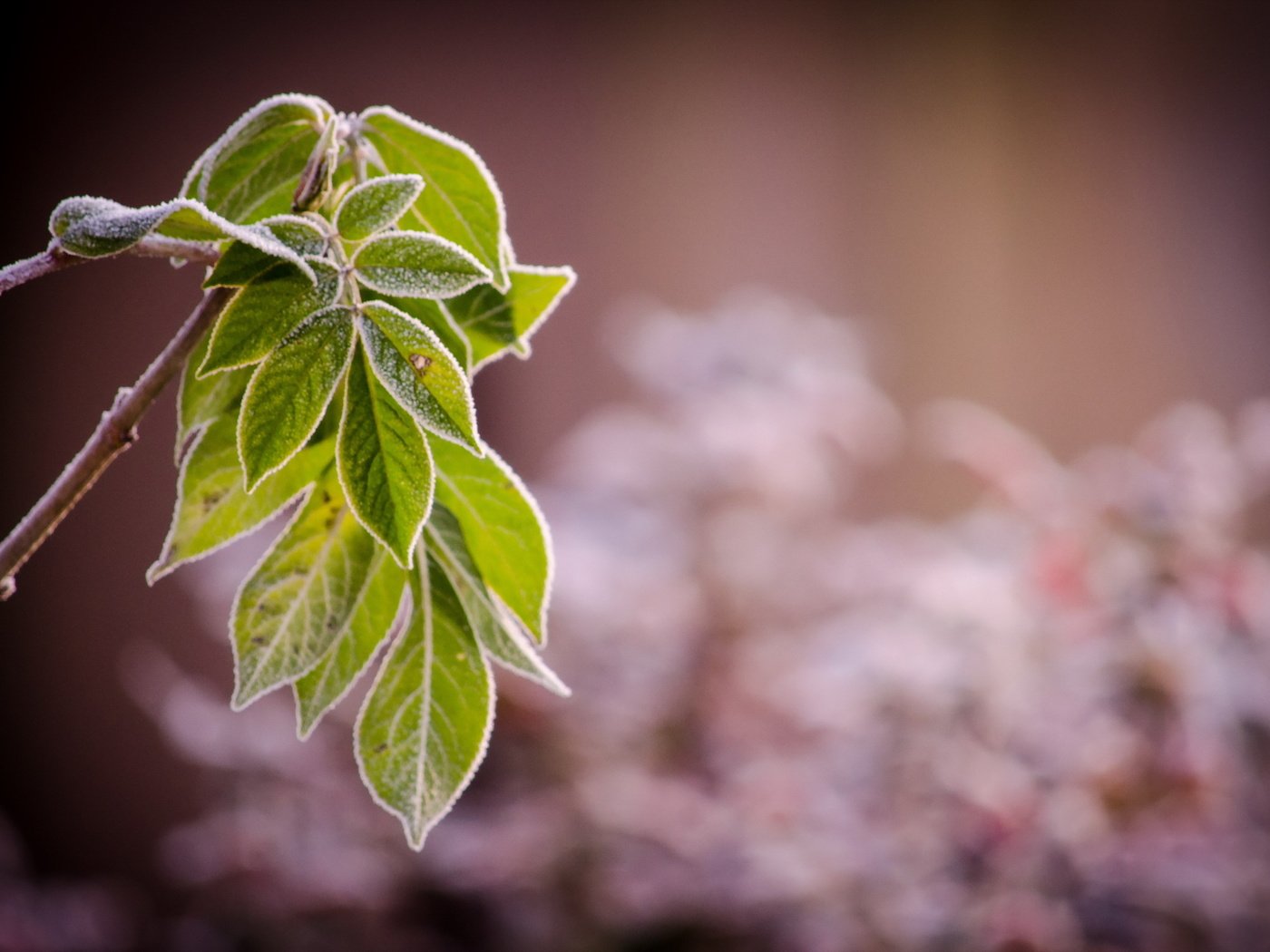 Обои ветка, природа, листья, иней, branch, nature, leaves, frost разрешение 2560x1600 Загрузить