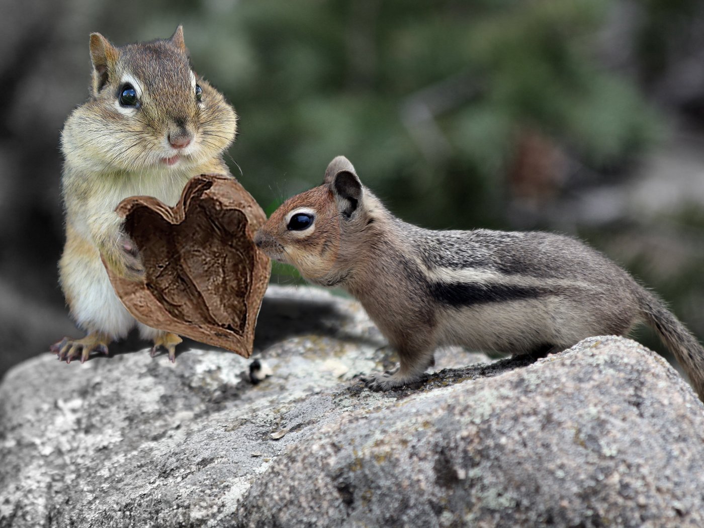 Обои животные, пара, пень, грызуны, бурундуки, зверюшки, animals, pair, stump, rodents, chipmunks разрешение 2048x1365 Загрузить