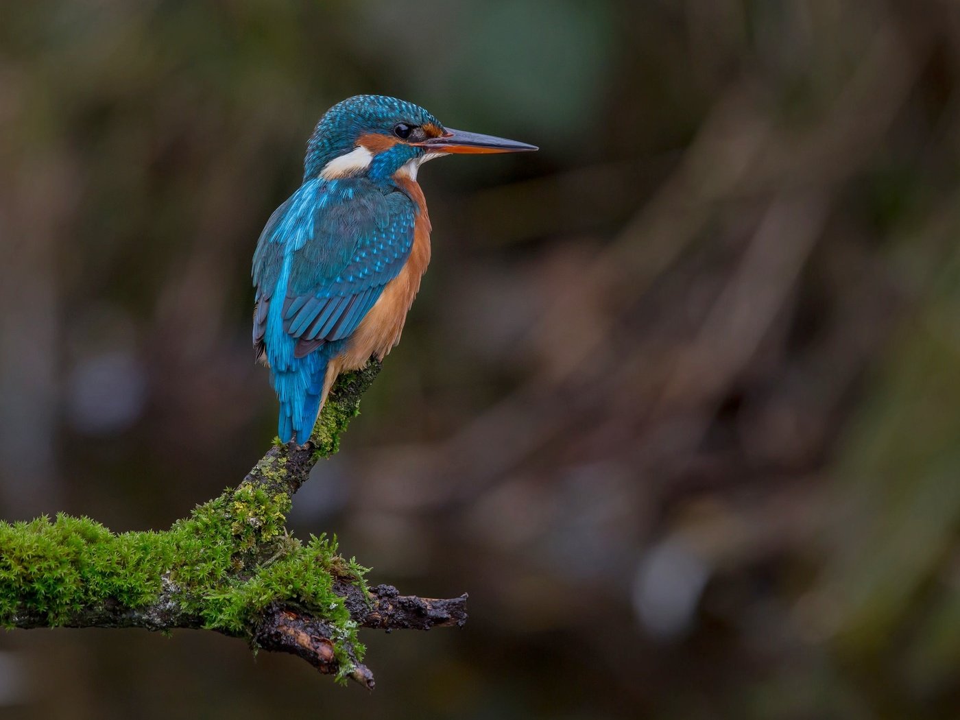 Обои ветка, птица, мох, зимородок, branch, bird, moss, kingfisher разрешение 2048x1365 Загрузить