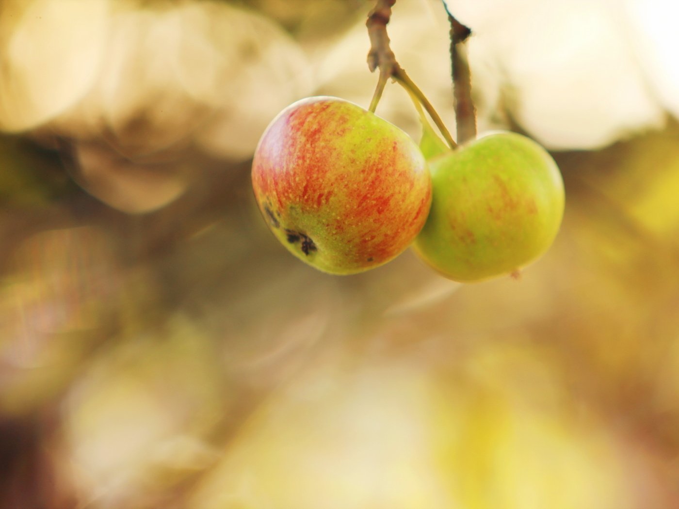 Обои природа, яблоки, осень, nature, apples, autumn разрешение 2560x1707 Загрузить