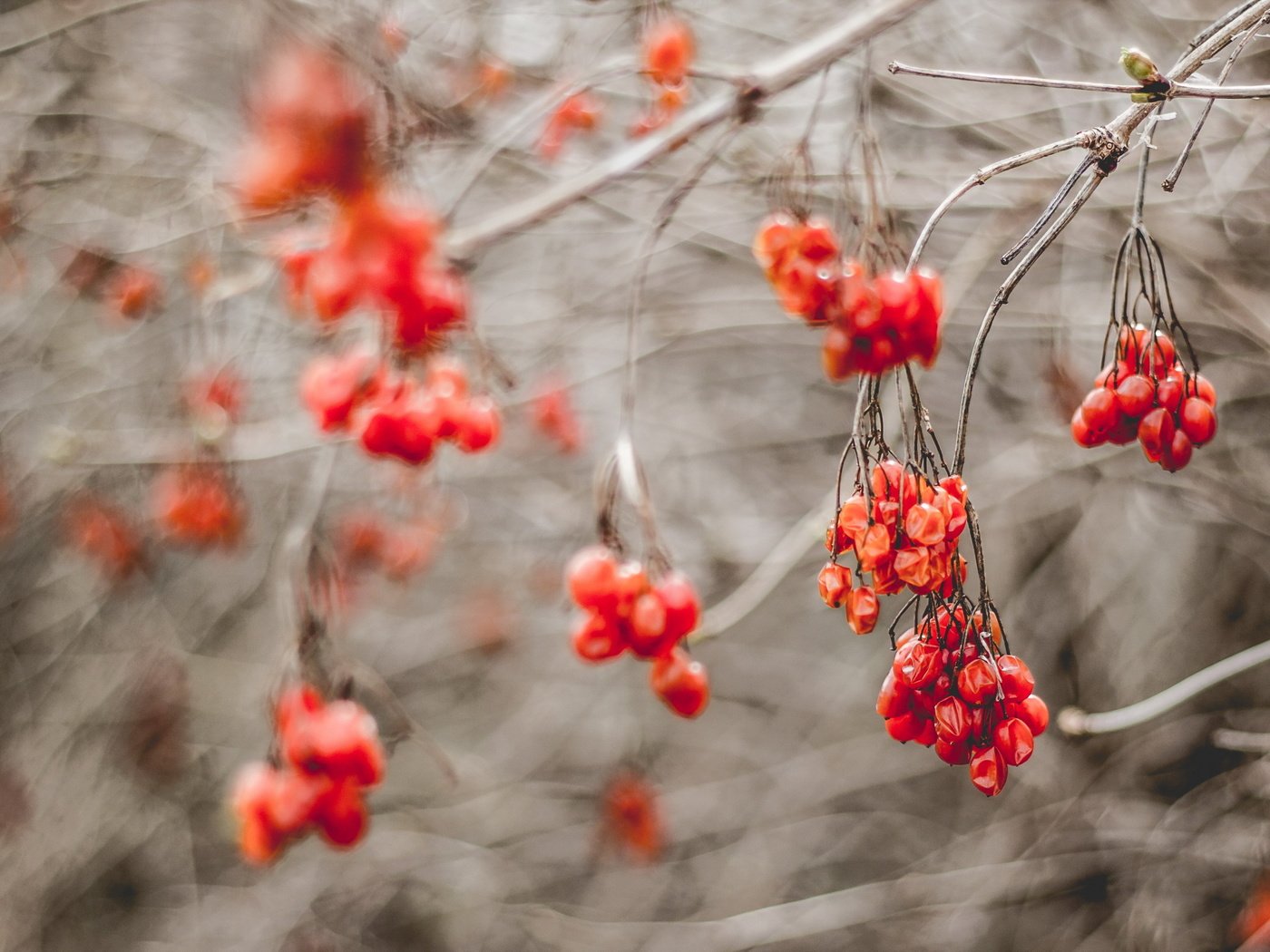 Обои природа, ветки, осень, размытость, ягоды, рябина, nature, branches, autumn, blur, berries, rowan разрешение 2560x1706 Загрузить