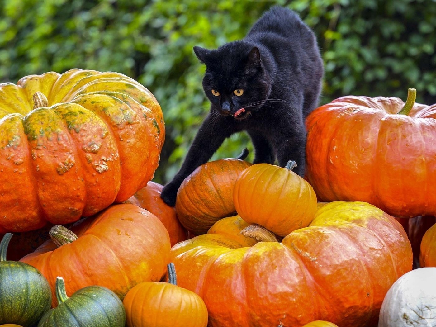 Обои фон, кот, черный, тыквы, background, cat, black, pumpkin разрешение 1920x1200 Загрузить