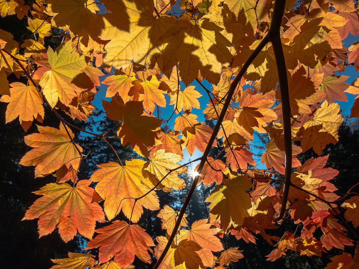 Обои небо, деревья, ветка, листья, осень, the sky, trees, branch, leaves, autumn разрешение 2048x1536 Загрузить