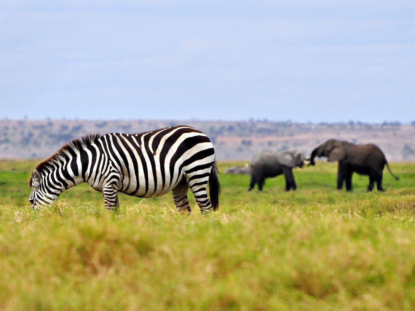 Обои трава, зебра, животные, слоны, саванна, штат джорджия, grass, zebra, animals, elephants, savannah, georgia разрешение 2048x1153 Загрузить