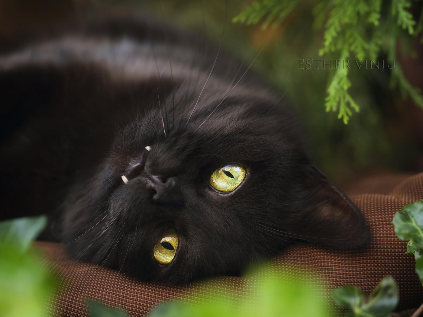 Обои кот, взгляд, черный, cat, look, black разрешение 2048x1365 Загрузить