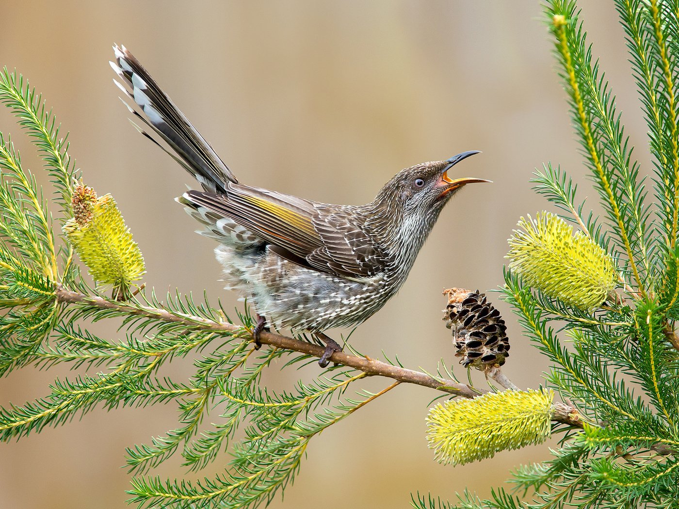 Обои цветы, хвост, ветка, сережчатый медосос, листья, anthochaera chrysoptera, птица, клюв, перья, шишка, австралия, flowers, tail, branch, surikaty honeyeater, leaves, bird, beak, feathers, bump, australia разрешение 2048x1359 Загрузить