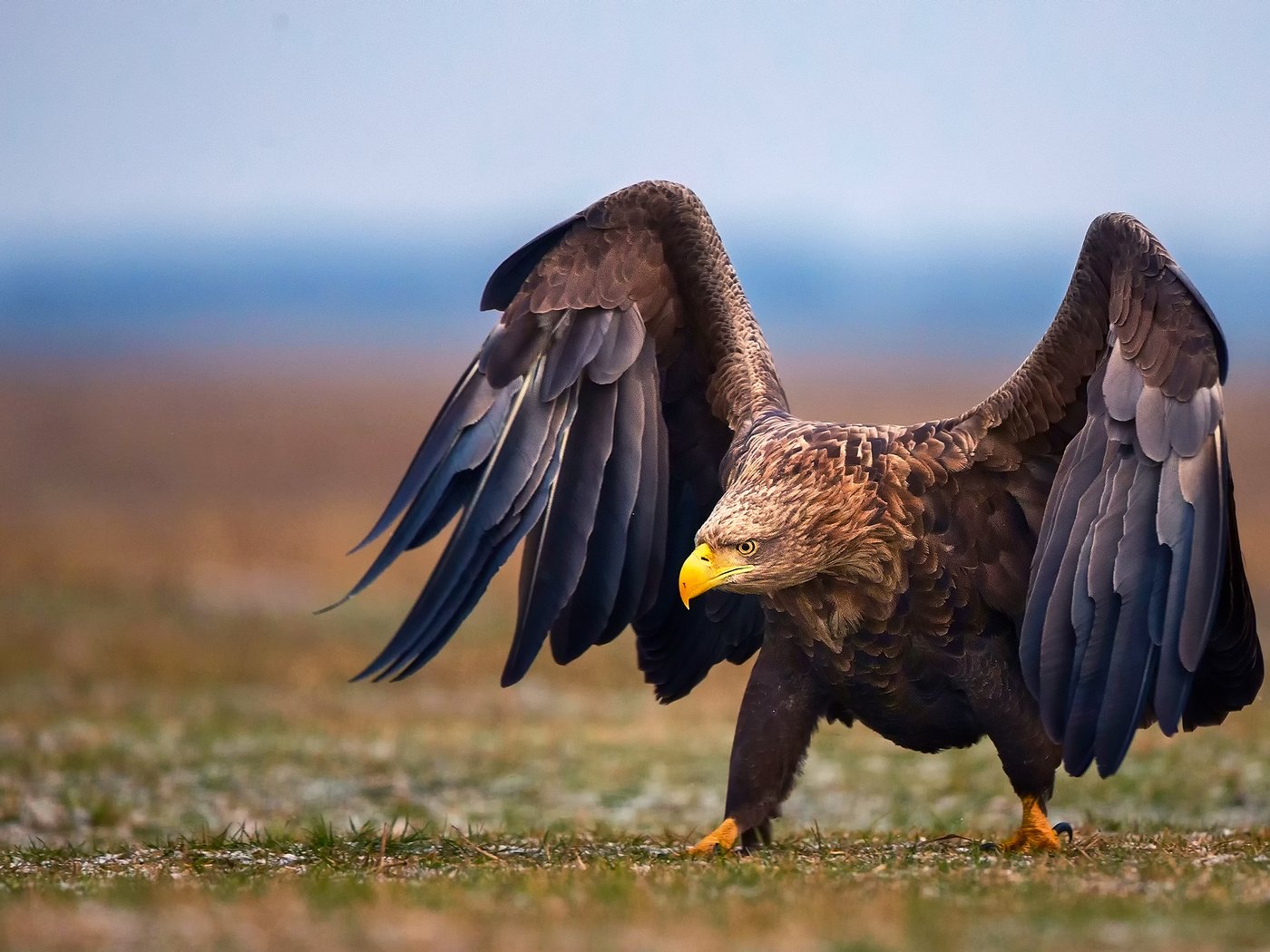 Обои природа, крылья, орел, птица, nature, wings, eagle, bird разрешение 2048x1366 Загрузить