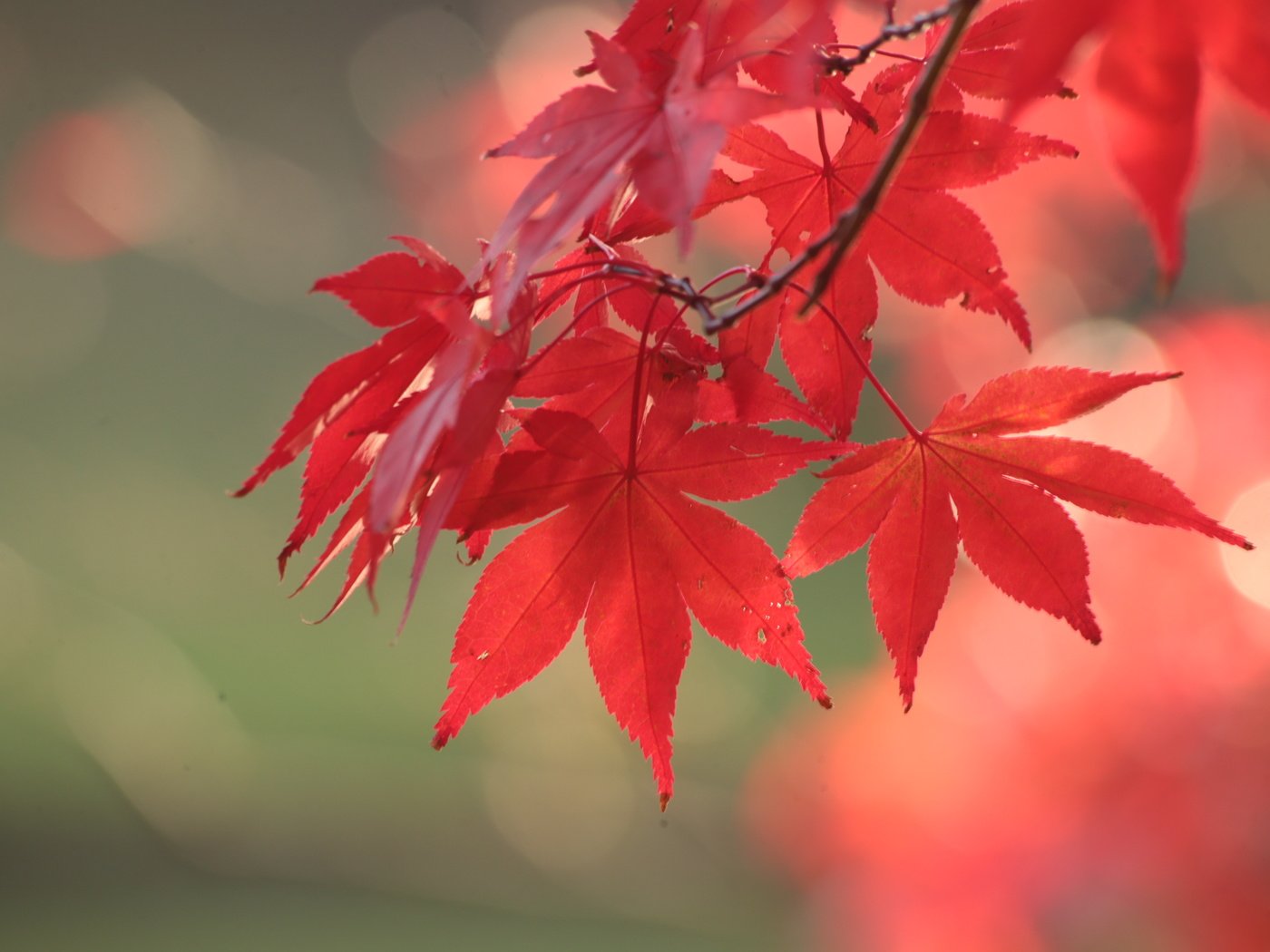 Обои листья, осень, красный, клен, leaves, autumn, red, maple разрешение 3648x2432 Загрузить