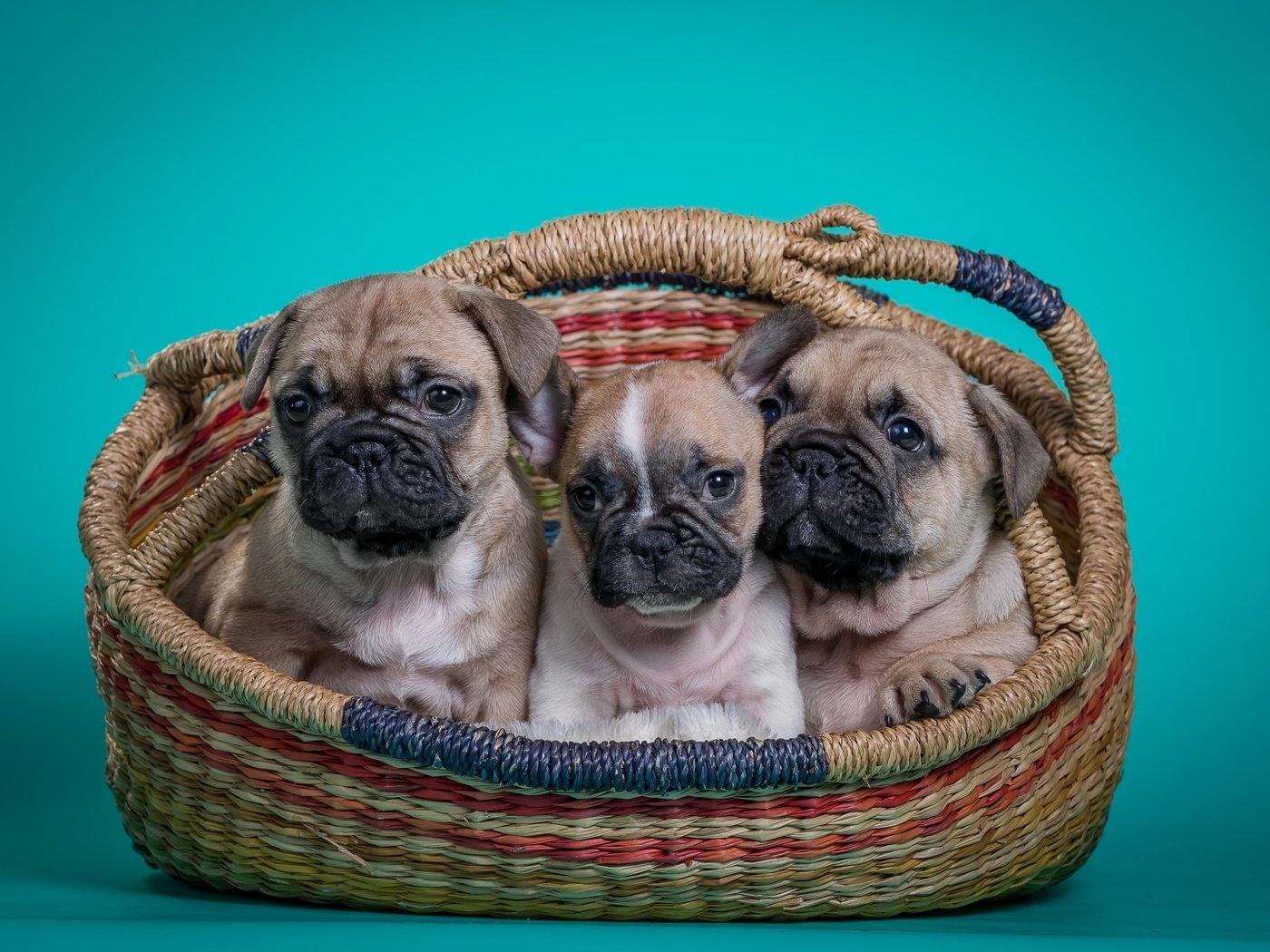 Обои корзина, щенки, собаки, трио, французский бульдог, basket, puppies, dogs, trio, french bulldog разрешение 3200x2072 Загрузить