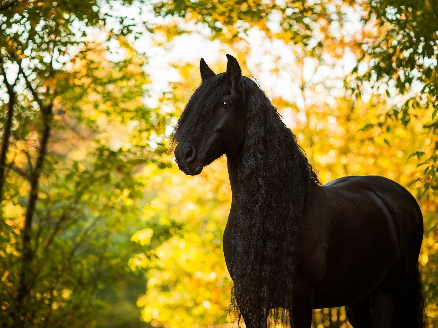 Обои лошадь, осень, конь, грива, жеребец, horse, autumn, mane, stallion разрешение 2048x1301 Загрузить