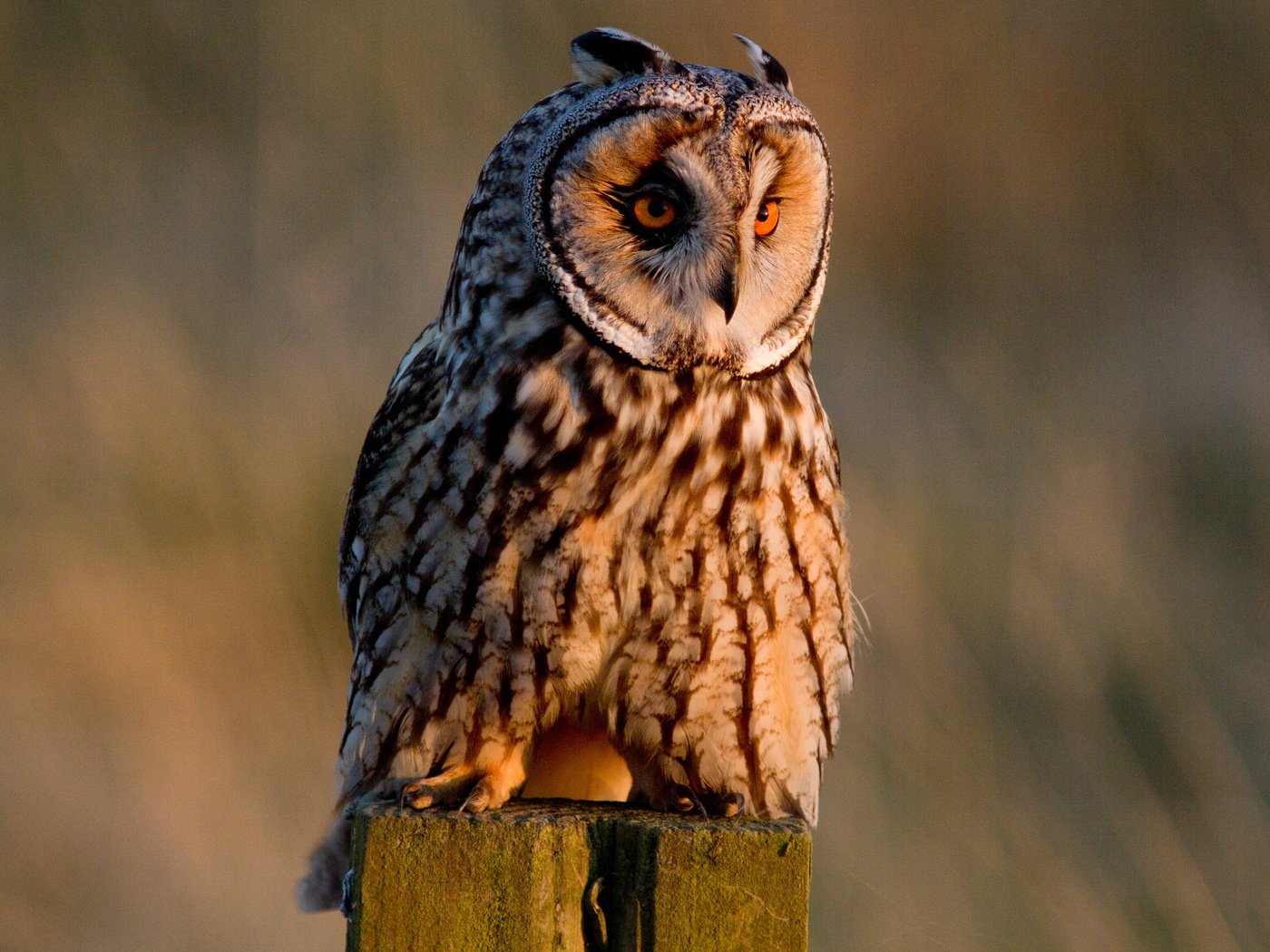 Обои сова, птица, ушастая сова, owl, bird, long-eared owl разрешение 4344x3072 Загрузить