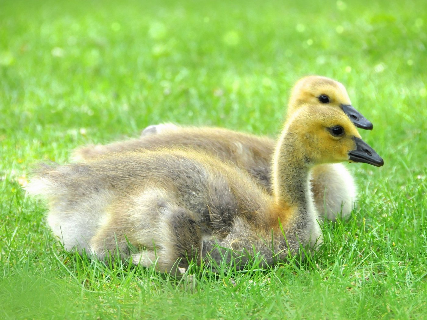 Обои трава, природа, птицы, утята, утки, маленькие, grass, nature, birds, ducklings, duck, small разрешение 2048x1360 Загрузить