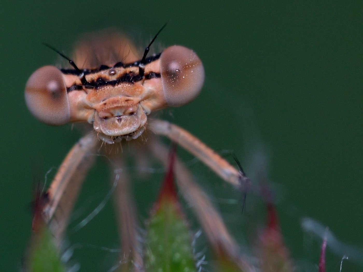 Обои глаза, макро, насекомое, стрекоза, eyes, macro, insect, dragonfly разрешение 1920x1280 Загрузить