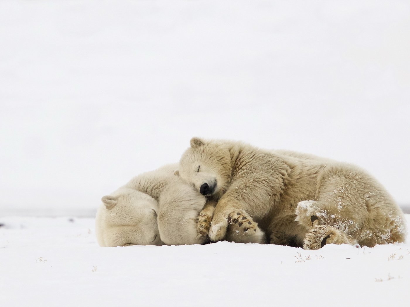 Обои природа, фон, белые, медведи, nature, background, white, bears разрешение 2048x1269 Загрузить