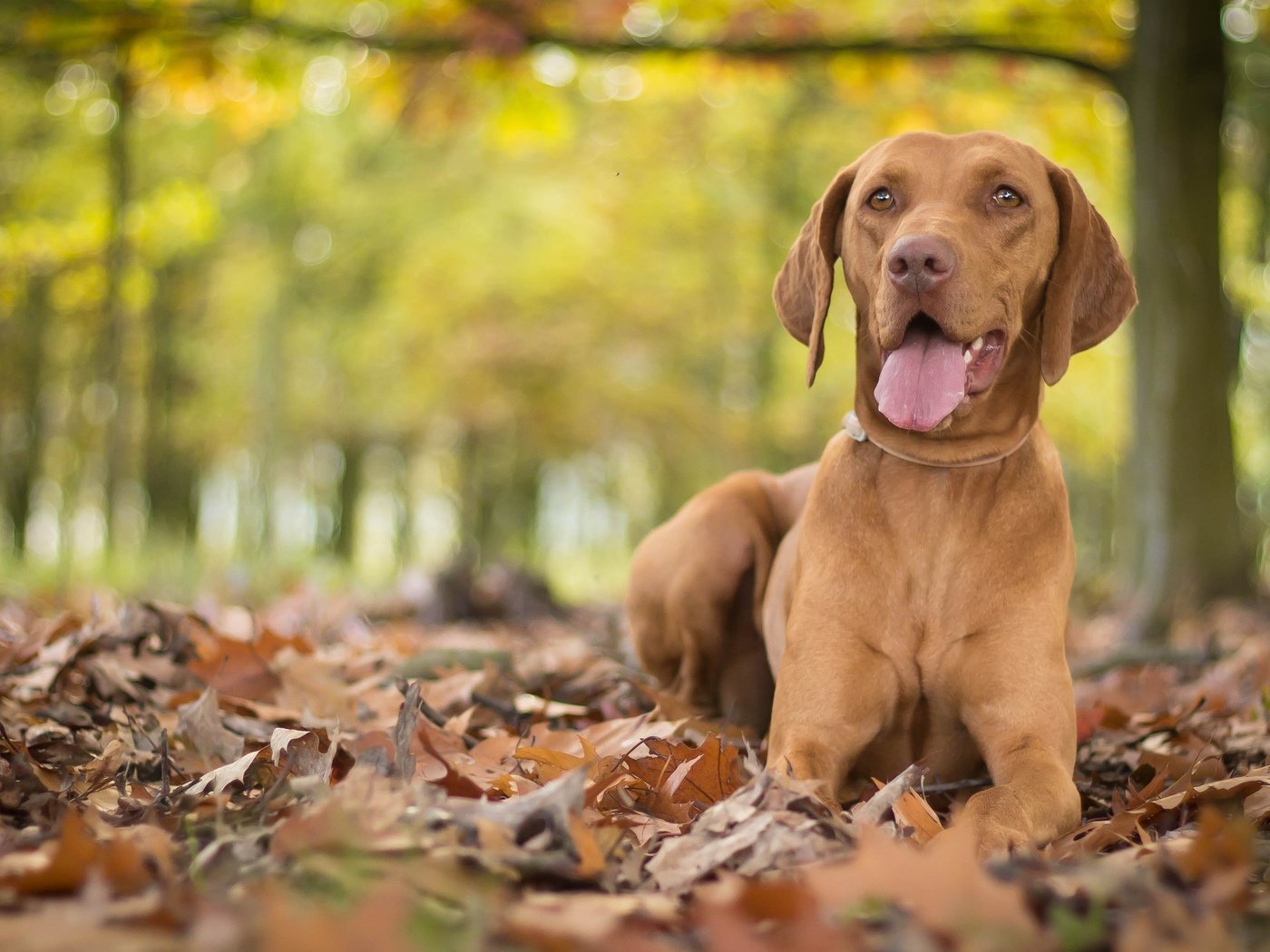 Обои листья, осень, собака, язык, боке, выжла, leaves, autumn, dog, language, bokeh, vizslas разрешение 3805x2325 Загрузить