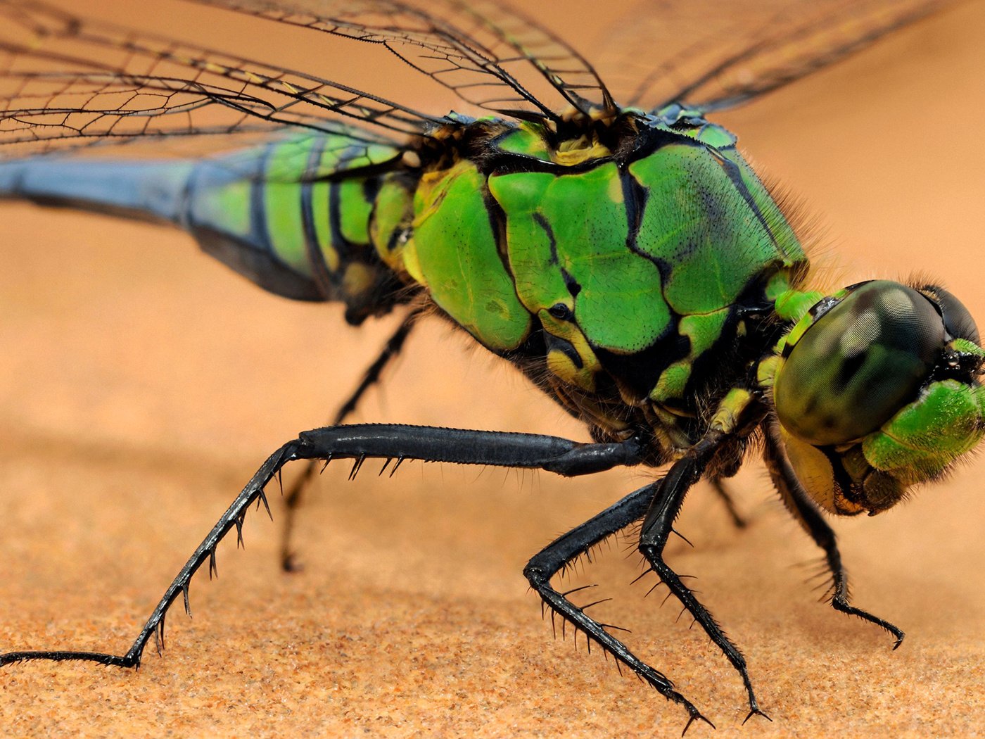 Обои макро, насекомое, крылья, стрекоза, macro, insect, wings, dragonfly разрешение 1920x1200 Загрузить