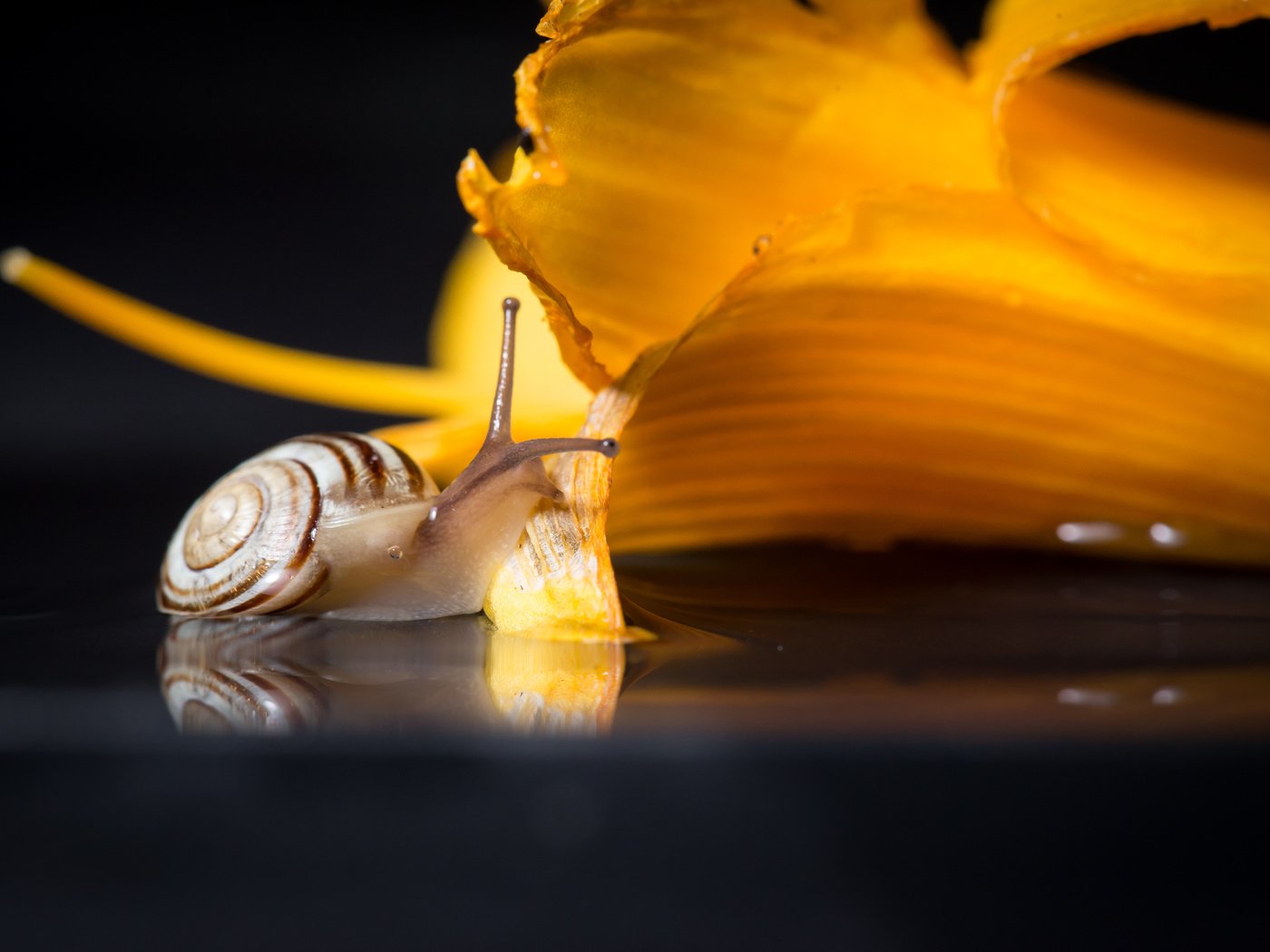 Обои макро, цветок, улитка, macro, flower, snail разрешение 2736x1826 Загрузить