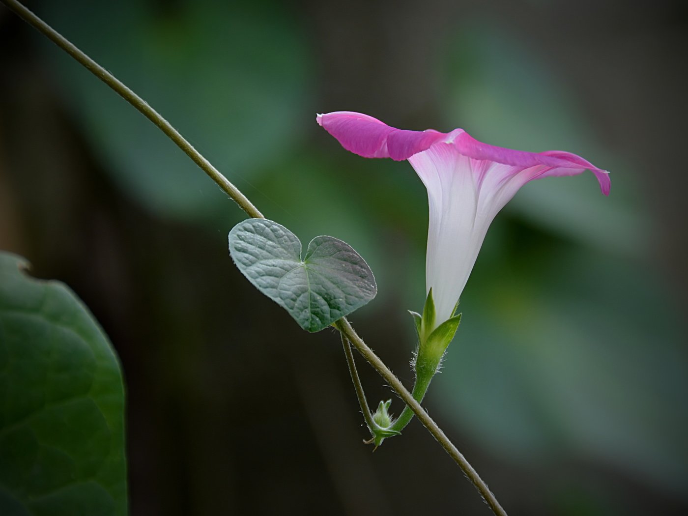 Обои цветок, лоза, розовая, вьюнок, ипомея, flower, vine, pink, bindweed, morning glory разрешение 4701x2909 Загрузить