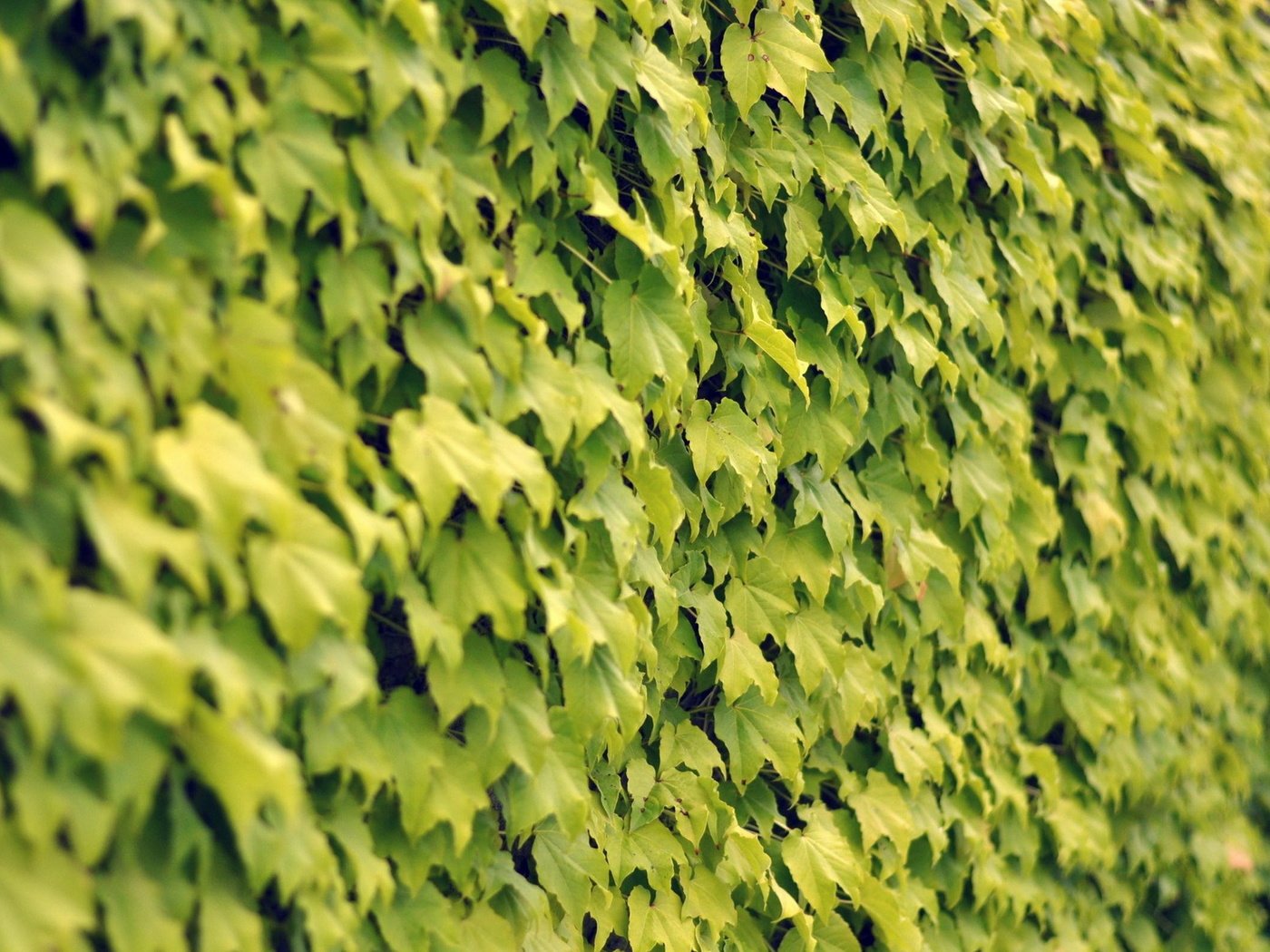 Обои текстура, листья, стена, texture, leaves, wall разрешение 1920x1200 Загрузить