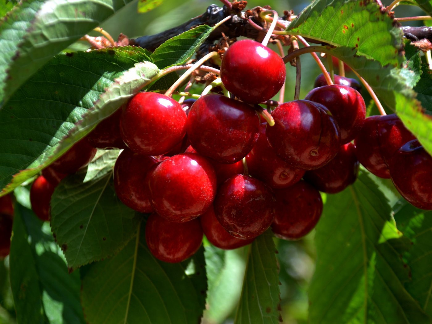 Обои дерево, листья, ветки, черешня, ягоды, вишня, tree, leaves, branches, cherry, berries разрешение 2048x1365 Загрузить