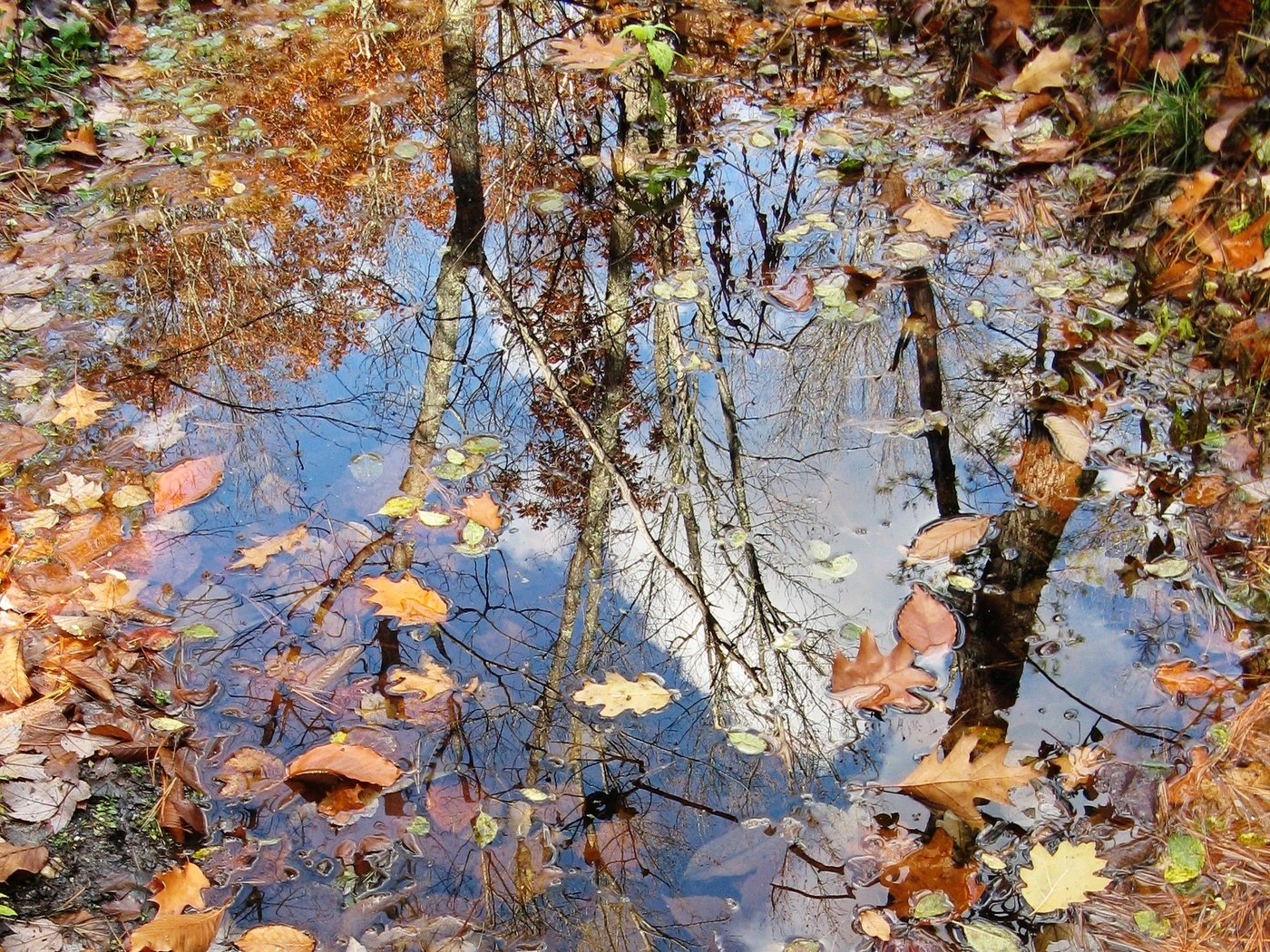 Обои природа, листья, осень, лужа, nature, leaves, autumn, puddle разрешение 1941x1456 Загрузить