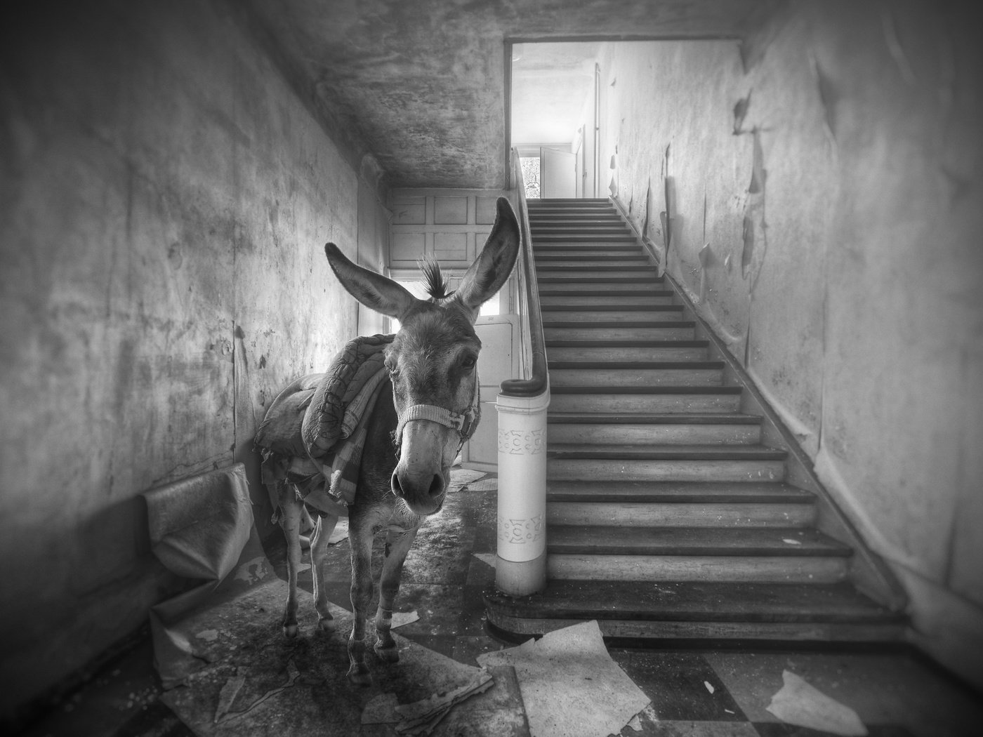 Обои лестница, чёрно-белое, дом, осел, ослик, ladder, black and white, house, donkey разрешение 2560x1613 Загрузить