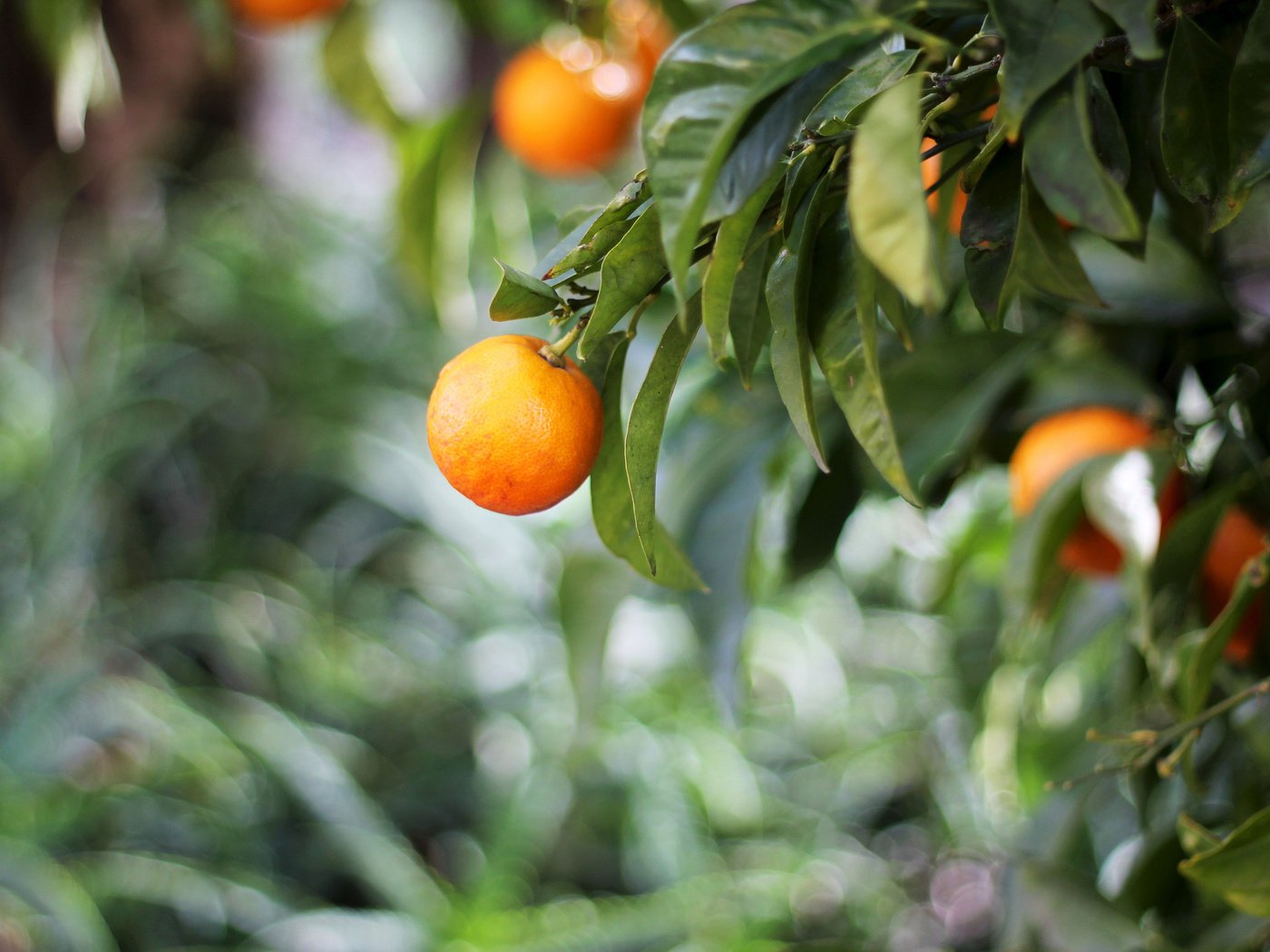 Обои природа, дерево, листья, фрукты, апельсины, цитрусы, nature, tree, leaves, fruit, oranges, citrus разрешение 2048x1352 Загрузить