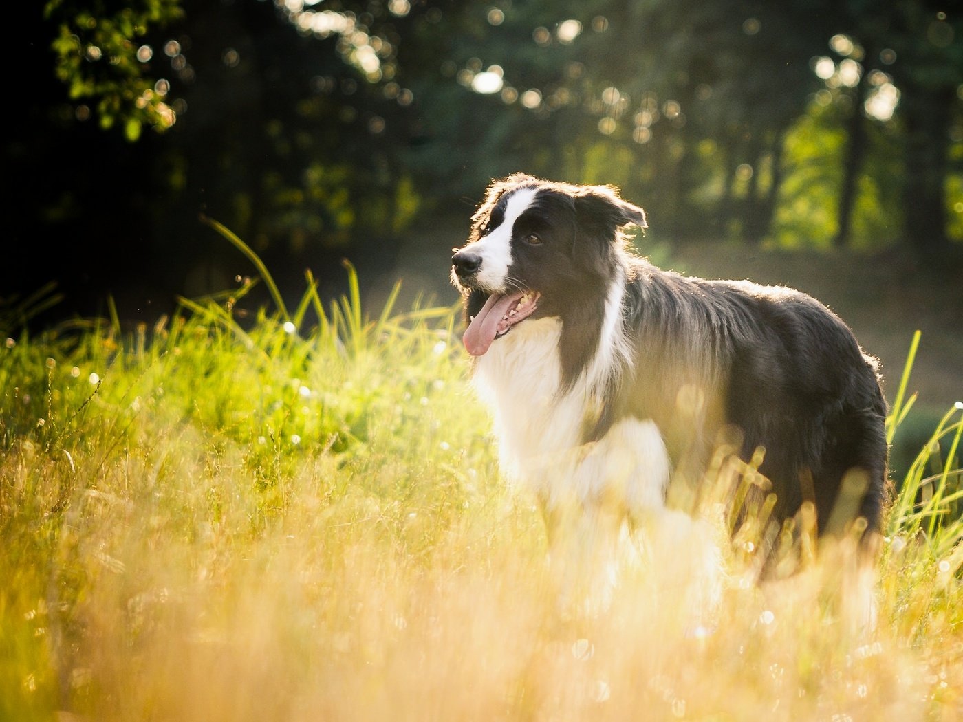 Обои трава, природа, собака, бордер-колли, grass, nature, dog, the border collie разрешение 2048x1281 Загрузить