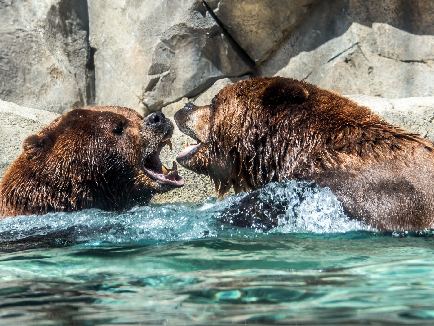 Обои вода, природа, медведи, water, nature, bears разрешение 2560x1600 Загрузить