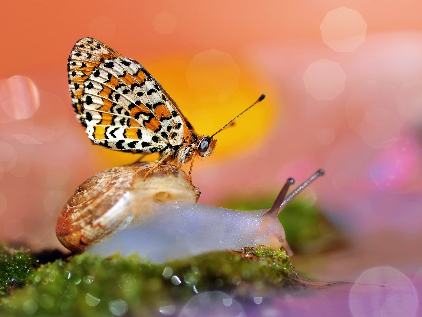 Обои макро, бабочка, улитка, боке, macro, butterfly, snail, bokeh разрешение 2048x1450 Загрузить