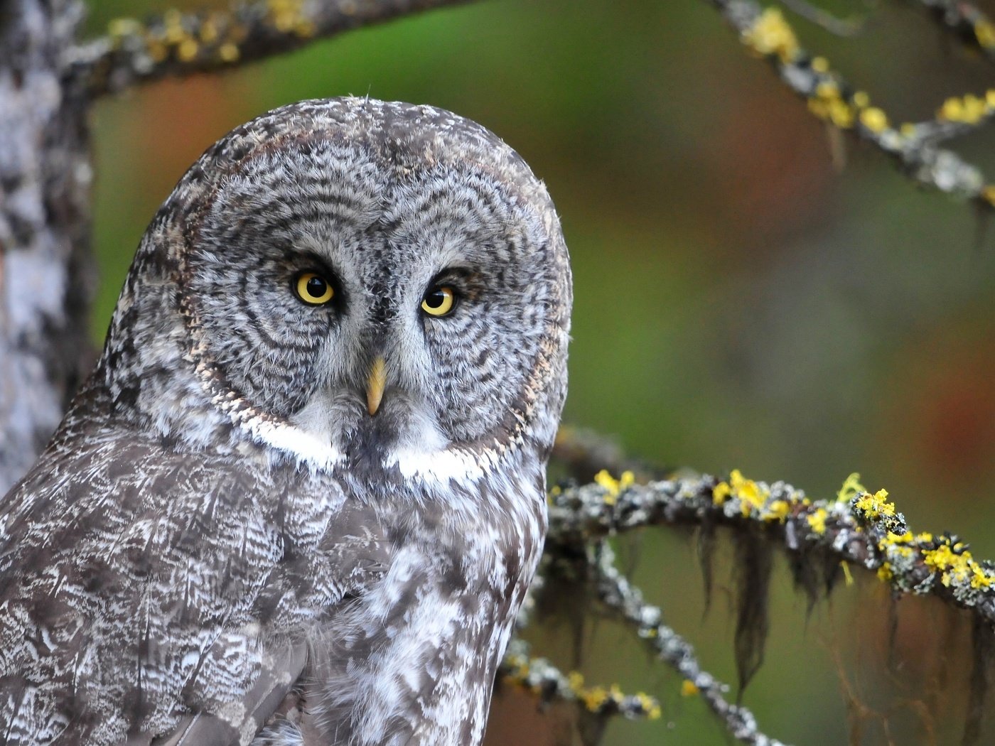 Обои глаза, сова, взгляд, птица, eyes, owl, look, bird разрешение 4188x2356 Загрузить