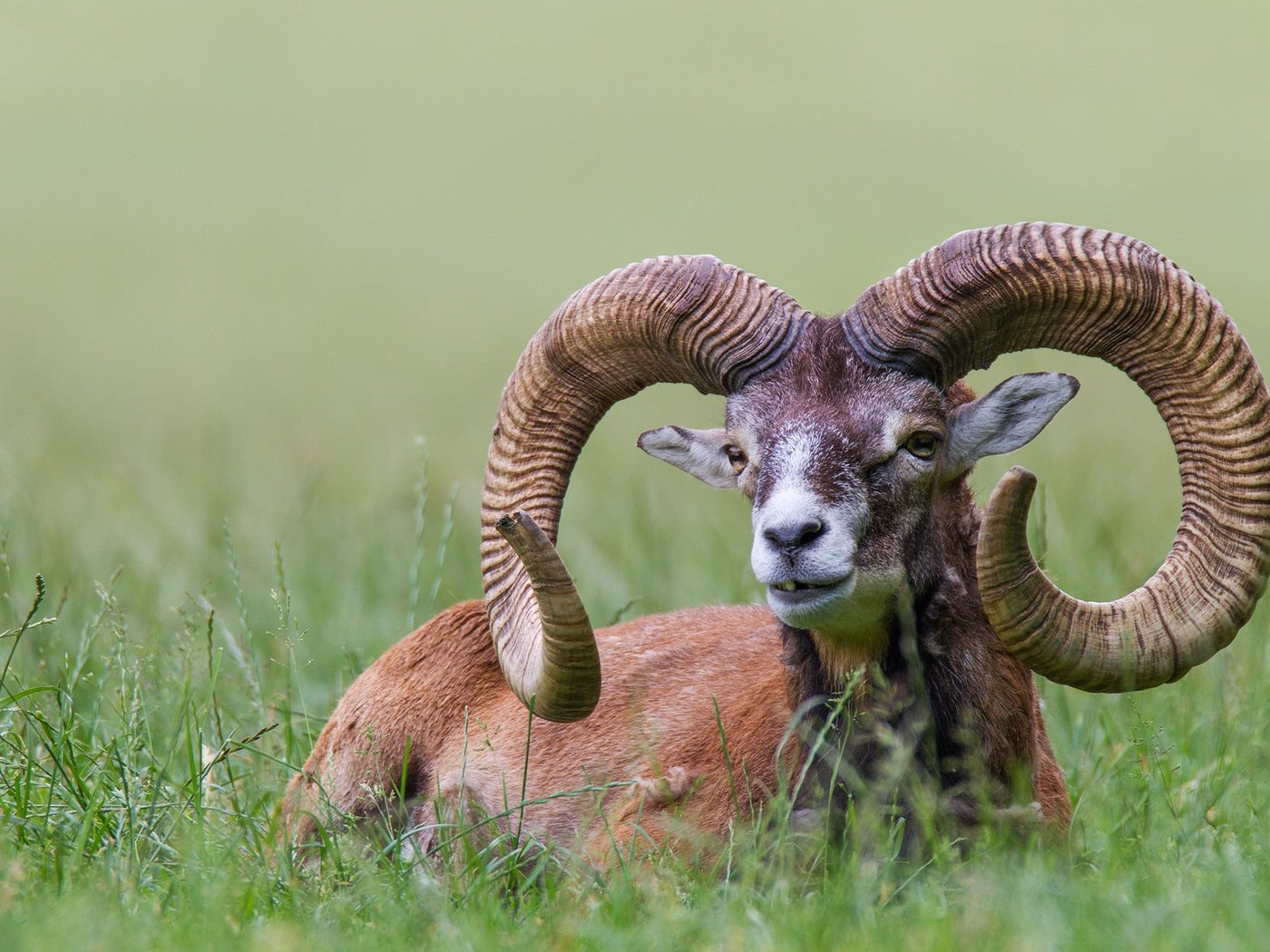 Обои трава, природа, животное, рога, bighorn sheep, муфлон, горный баран, grass, nature, animal, horns, mouflon разрешение 2048x1365 Загрузить